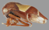 Habitus, lateral view: !! display not done !! on Quadrinarea u-flava Goding, 1927: (Observation).