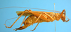 CollectionObject 1539173; UVCO 20719, b0a4bf17-d580-47f0-a6e5-35668dc7f862: MUSENUV - 20719. female, lateral view. (CollectionObject).
