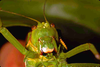 CollectionObject 1576916; e3f2a482-a247-4e6f-89c4-deb7e2f702eb, CH3440: male, frontal view. (CollectionObject).