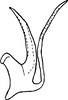Aedeagus, lateral view on Perugina Dietrich & Dmitriev, 2006: Aedeagus (P. denticula Dietrich & Dmitriev), lateral view. (Observation).
