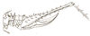 Encentra longipes Redtenbacher, 1892: Pl. III, Fig. 7. female (body length 15.5 mm, hind femur 28.7 mm). (Otu).