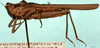 CollectionObject 1505180; 32f0ea04-dbcf-4fa7-8dbe-9d9dbcd7ff64: male, lateral view. (CollectionObject).