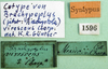 CollectionObject 1477910; 8700d41f-1ab6-4611-bd1d-a46a02a5cfce: labels (syntype). (CollectionObject).