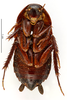 CollectionObject 1587376; MNHN(SF IMPORT DUPLICATE) MNHN-EP-EP3459, f2d4b024-1100-48b2-bf06-2af75d0b6576: CC BY-NC-ND 4.0/MNHN - Depraetere Marion - 2014. Syntype, female, of parallela Bolívar, 1897. Specimen number: MNHN-EP-EP3459. http://coldb.mnhn.fr/catalognumber/mnhn/ep/ep3459. (CollectionObject).
