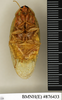 CollectionObject 1572977; d0080fc5-f2c2-416a-8cd1-1edc4a3dd2f9: Copyright Natural History Museum, London. Non-type (adult female) in BM(NH). Ventral view. (CollectionObject).
