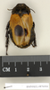 CollectionObject 1573000; e6a5ca9e-6347-4f8b-90a3-05dcd31ad867: Copyright Natural History Museum, London. Non-type (adult female) in BM(NH). Dorsal view. (CollectionObject).