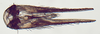 Subgenital plate: !! display not done !! on New species C: Loeia Duan, 2017: (Observation).