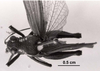CollectionObject 1526583; c10bfe5a-7355-4276-a1e2-7eb81bba1936: Image C.S. Carbonell. male, dorsal view. (CollectionObject).