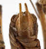 CollectionObject 1529707; ae1b49ec-cf67-4ad2-a8c8-1e46d01f6c97: male subgenital plate (holotype). (CollectionObject).