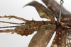 CollectionObject 1561350; 1adf552d-2146-4e4d-a9d2-f1cac6f562a3: copyright MHNG, Geneva. male: head & thorax, lateral view (holotype). (CollectionObject).