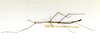 CollectionObject 1557477; ac75681d-c3f1-4457-941a-816338051fc4: copyright ETHZ. male, lateral view of synonym Bostra reductedentata (syntype). (CollectionObject).