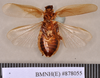 Phoetalia pallida (Brunner von Wattenwyl, 1865): Holotype, unsexed, ventral. BMNH(E)#878055. (Otu).