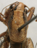 CollectionObject 1535142; 0ea891b6-e6a5-4ec7-b980-bbdb297ef3cb: male pronotum, dorsal view (holotype). (CollectionObject).