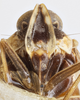 Head: (Observation).
