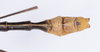 CollectionObject 1560560; 24a9f81f-b1c5-41c3-9fef-8a99e6bdb5b9: copyright ANSP. female: end of abdomen, dorsal view (paratype). (CollectionObject).