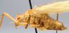CollectionObject 1517507; e6730bbf-9a26-4d89-93ec-d417b3db7da4: male, lateral view (holotype). (CollectionObject).