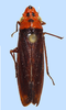 Habitus, dorsal view: female: Aulacizes quadripunctata, Brazil, NCSU. (Observation).