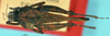 CollectionObject 1575751; f4789a79-8a82-439d-91b2-73d074c4467b: male, dorsal view (paratype). (CollectionObject).