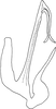 Aedeagus, lateral view on Anufrievia bauhinicola Dworakowska & Viraktamath, 1978: Aedeagus, lateral view. (Observation).