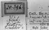 CollectionObject 1564560; NMW 20396, 840a55cc-5093-4dc6-bf7c-e368577feffd: Image Carbonell, C.S. labels (syntype of Hesperotettix viridis festivus). (CollectionObject).