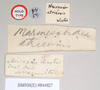 CollectionObject 1561924; NHMUK(SF IMPORT DUPLICATE) 844827, bc8db473-e88c-473e-8bf4-53f35d8c9888: copyright Natural History Museum, London. female, data labels of Necroscia atricoxis (holotype). (CollectionObject).