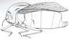 Bullacris unicolor (Linnaeus, 1758): Fig. 11, 1. male habitus (body length 35-45 mm, pronotum 15-21 mm). (Otu).