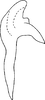 Aedeagus, lateral view: Aedeagus, lateral view. (Observation).