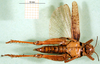 CollectionObject 1576314; 42d331ff-b85e-44c5-b313-e62b92b87b84: female, ventral view (holotype). (CollectionObject).