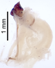 CollectionObject 1522769; dce6a054-9683-429a-ba6c-0b0b5a6e285c: Male genitalia, lateral view (holotype). (CollectionObject).