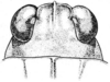 Tetrix arenosa angusta (Hancock, 1896): Fig. 67. female, head, dorsal view. (Otu).