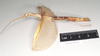 CollectionObject 1561863; NHMUK(SF IMPORT DUPLICATE) 844826, b4146294-8c98-4a66-910c-b6e6175de207: copyright Natural History Museum, London. female, lateral view of Necroscia salmanazar (holotype). (CollectionObject).