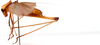CollectionObject 2628033; CNMS 45, 17debbbe-5e64-4c0b-b21e-485a9d81dbb3, CNMS 45: lateral view. male (paratype). (CollectionObject).