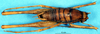 CollectionObject 1537525; 5a347a9b-7b36-4ba0-a6df-cf0b718ebd22: male, dorsal view (holotype). (CollectionObject).