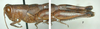 Melanoplus childsi Otte, 2012: female. (Otu).