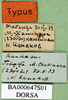 CollectionObject 1501128; 7dad5eed-a862-4f96-a2cc-97947efd1577: labels (holotype). (CollectionObject).