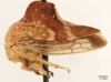 Habitus, lateral view: !! display not done !! on Telamona woodruffi Ball, 1925: (Observation).