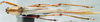 CollectionObject 1506869; MCSN 3224694, ae9992e0-4952-43ab-ae44-45da44adeafc: female, dorsal view (paralectotype of Macroxiphus pictipes). (CollectionObject).