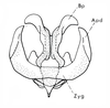 Brownacris microptera Dirsh, 1958: Fig. 10. male phallic complex, showing variation in shape of Bp. and Apd. (Otu).