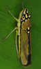 Habitus, dorsal view: Acrogonia sp. @ Costa Rica, by Gernot Kunz. (Observation).