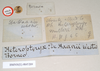 CollectionObject 1558863; NHMUK(SF IMPORT DUPLICATE) 845209, e263b155-b331-4145-9ff8-582cdac82582: copyright Natural History Museum, London. female, data labels [round label reversed] of Heteropteryx dehaanii (holotype). (CollectionObject).