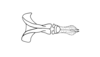 Dichroplus robustulus (Stål, 1878): Fig. 10. endophallus, dorsal view. (Otu).