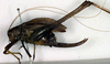 CollectionObject 1502612; 5062a036-e780-4490-8d9e-4a2cbfc2c61b, DORSA BTeutacuS02: female, lateral view (syntype). (CollectionObject).