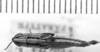 Compsacrella poecila Rehn & Hebard, 1938: Image Carbonell, C.S. female, dorsal view (allotype?). (Otu).