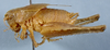 CollectionObject 2597139; CAS Entomology type 20238, f283e49f-8696-4ccd-bbed-8990df595dc2: male, lateral view (holotype). (CollectionObject).