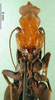 CollectionObject 1502004; 86620c9a-fff7-4776-b6bd-602c21cffea2: male, ventral view. (CollectionObject).