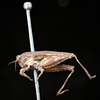 female, lateral view (syntype of Acrydium cristatum). Depicts CollectionObject 1531174; UZIU Thunberg Collection nr 15818, f3f085e0-7b70-443f-b123-dd3ece9f40ad, a CollectionObject.