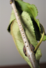 Oecanthus walkeri Collins & Symes, 2012: oviposition holes in internodal area of plant stem. (Otu).
