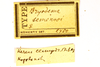 CollectionObject 1478462; fa149b14-8abb-4287-847c-da9ede731a23: labels (syntype). (CollectionObject).;CollectionObject 1478463; ad8c5b20-4d43-4d3c-ba96-88a94d4b03ba: labels (syntype). (CollectionObject).