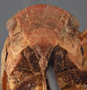 Head: !! display not done !! on Cyrpoptus suavis Stål, 1862: (Observation).