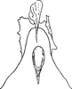 Aedeagus, ventral view on Cechenotettix martini (Lethierry, 1883): Aedeagus, anterior view. (Observation).
